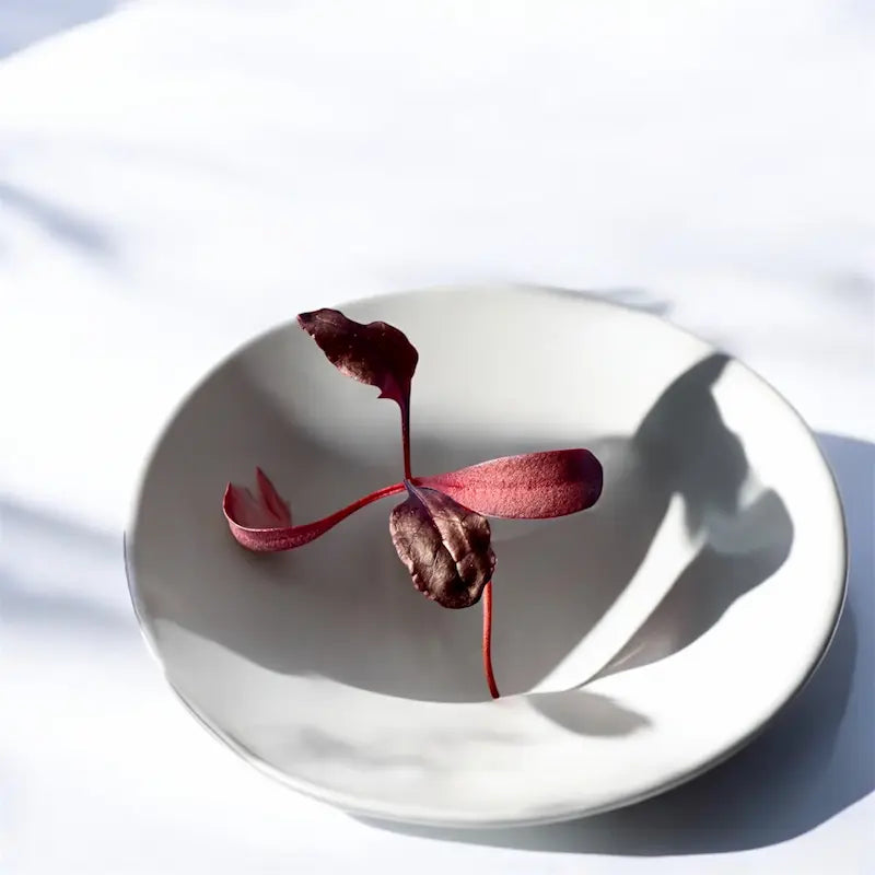 Bulls Blood Beet microgreens — Casa Verde Microfarm