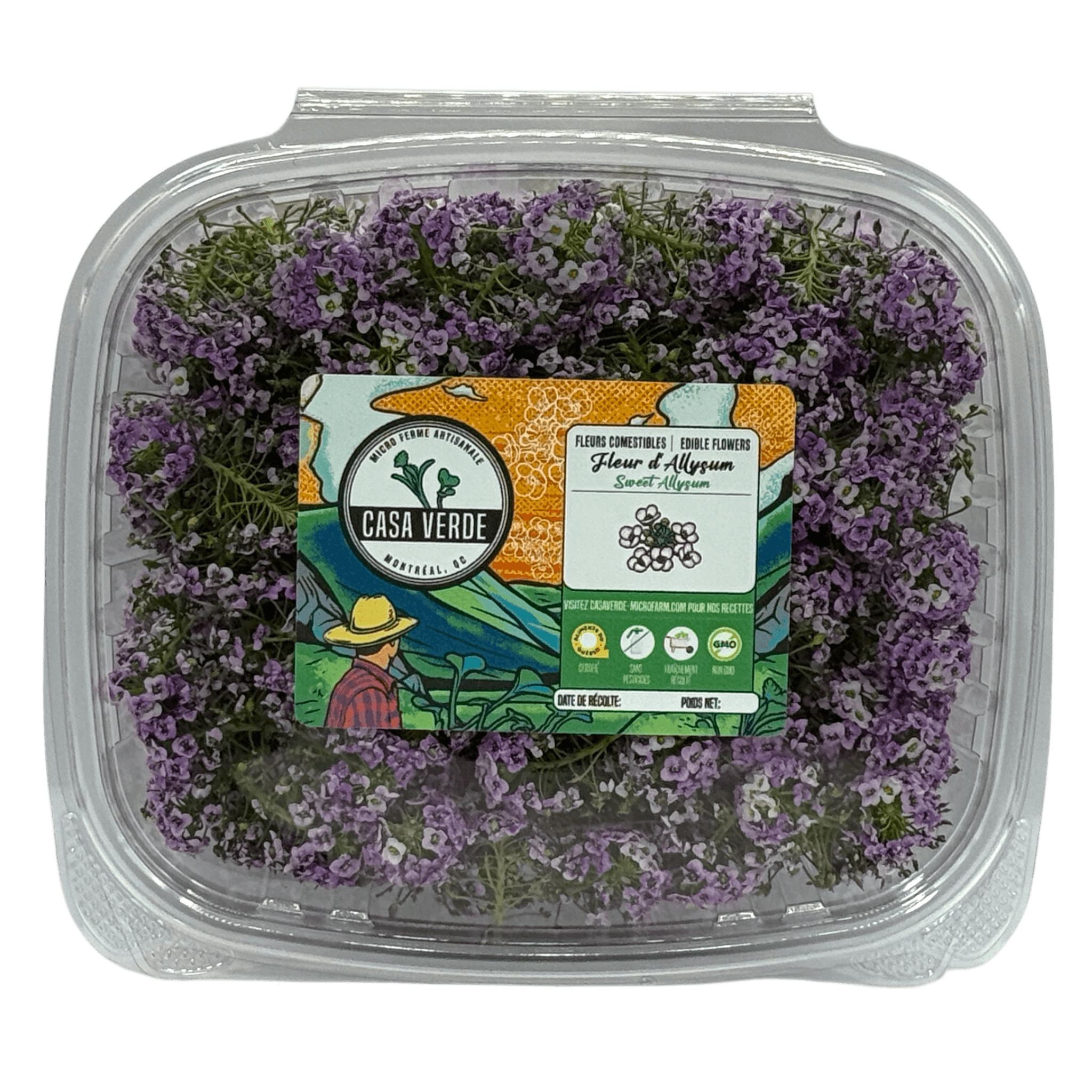 Sweet Alyssum Edible Flowers microgreens — Casa Verde Microfarm