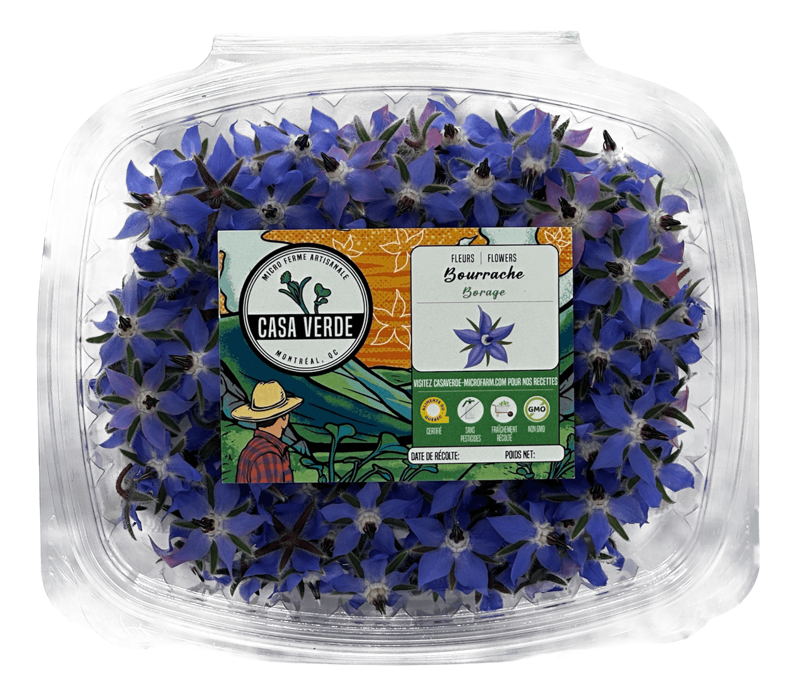 Borage Edible Flowers microgreens — Casa Verde Microfarm