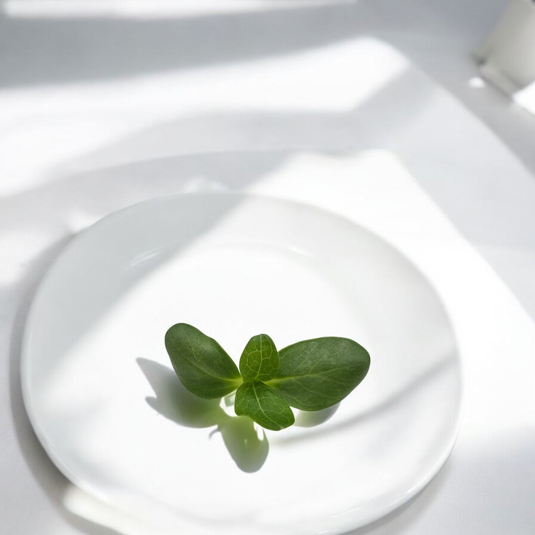 Cantaloup Melon microgreens — Casa Verde Microfarm