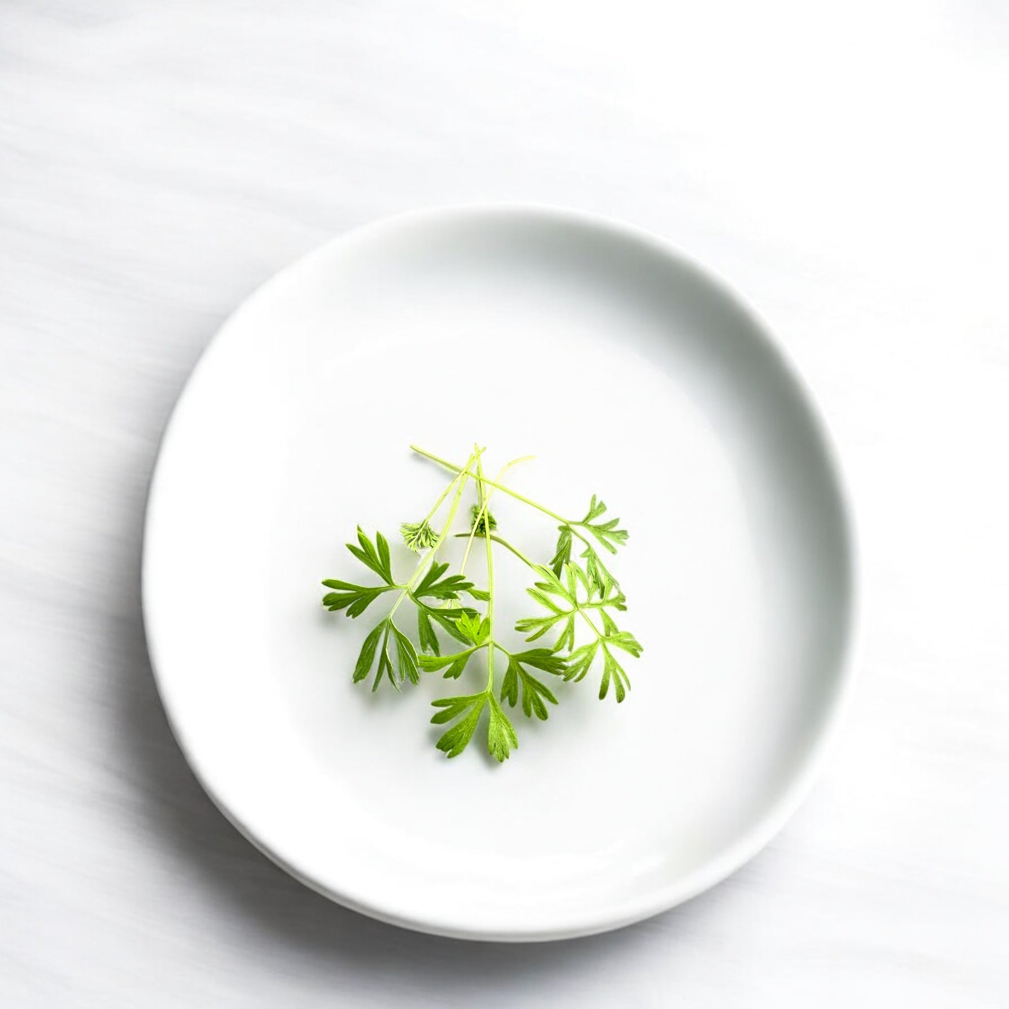 Carrot microgreens — Casa Verde Microfarm