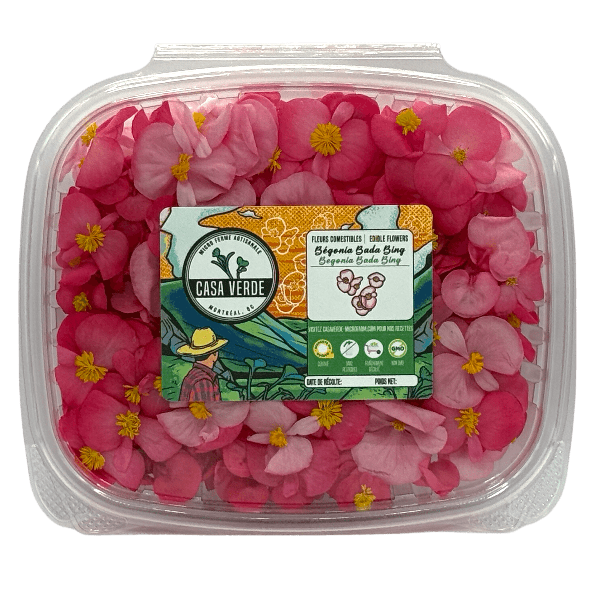 Begonia Edible Flowers microgreens — Casa Verde Microfarm