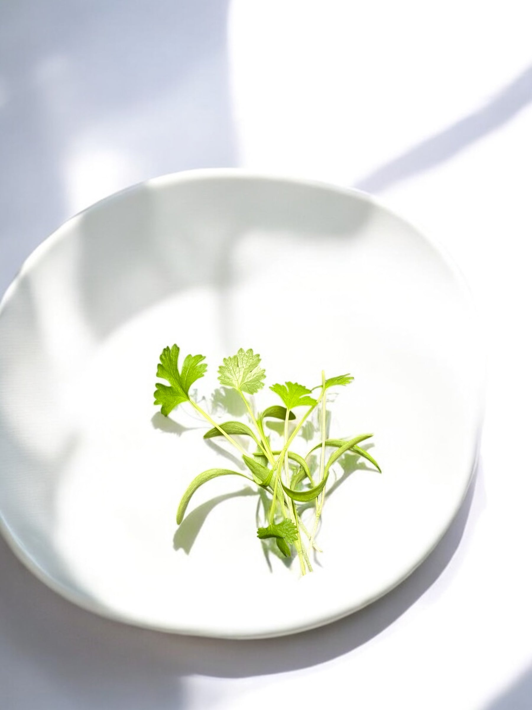 Cilantro microgreens — Casa Verde Microfarm